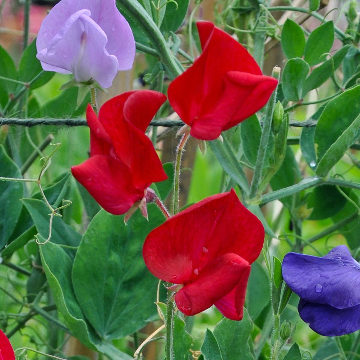 Sweetpea- Mammoth Scarlet